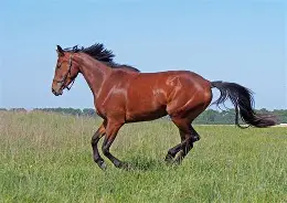 世俱杯直播-马竞中场坎比萨索加盟维维几经波折